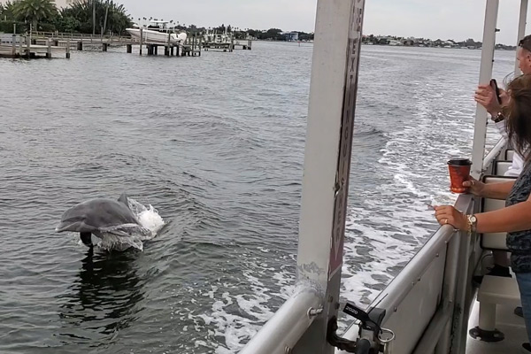 Pier Dolphin Cruises Jumping Dolphin St. Petersburg, FL