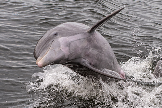 Pier Dolphin Cruises Dolphin Sightseeing Tours St. Petersburg, FL