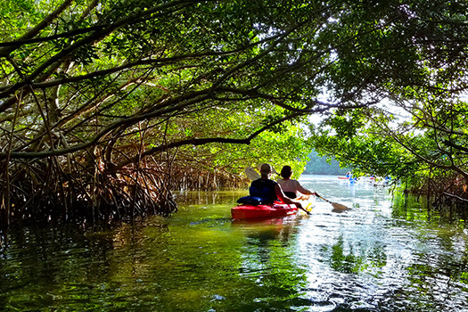 Pier Dolphin Cruises Eco Tours St. Petersburg, FL