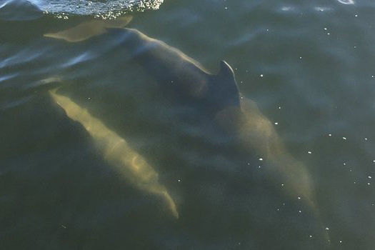 Pier Dolphin Cruises Dolphin Sightseeing Tours Testimonials St. Petersburg, FL